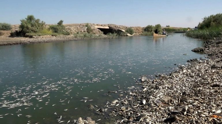 Mass fish die-off on banks of Iraq's Amshan river/Photo: AFP